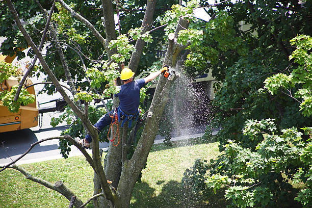 Best Seasonal Cleanup (Spring/Fall)  in Glendale, CA